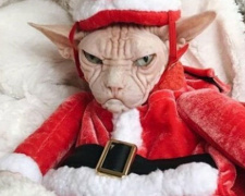 Когда рождественская фотосессия не в радость: забавные фото животных к празднику