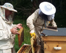 В Кривом Роге соберутся пчеловоды-международники