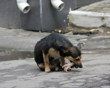 Жители Кривого Рога требуют от городских властей стерилизовать бездомных собак