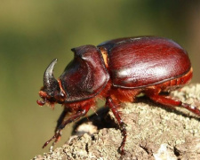 Фотограф показал, какие необычные внешне жуки водятся в Кривом Роге (фото)
