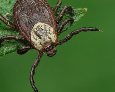 Опасные насекомые: в Кривом Роге 10 человек в этом году получили укусы клещей
