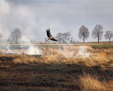 На Днепропетровщине за сутки в природных экосистемах произошло 10 пожаров