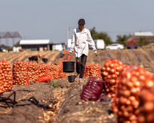 Борщовий набір з грядок Дніпропетровщини: у регіоні зібрали тисячі тонн урожаю овочів