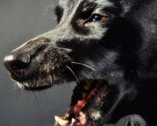На жительницу Кривого Рога напала большая черная собака