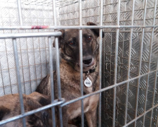 У трьох районах Кривого Рогу виловили близько 10 безпритульних собак