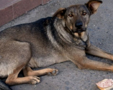Полиция напомнила жителям Кривого Рога об уголовной ответственности за издевательство над животными