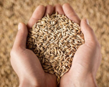 Запасы зерна в Украине сократились на 24%