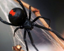 На Днепропетровщине после укуса ядовитого паука ребенок попал в реанимацию