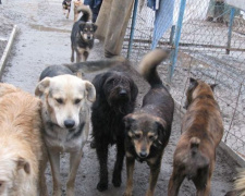 В Кривом Роге за 2018 год запланировано стерилизовать 833 уличных собак