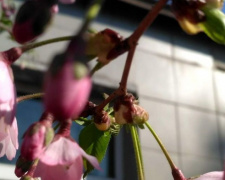 В Кривой Рог пришла весна: в ботаническом саду начала цвести сакура (фото)