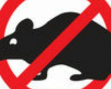 Борьба с крысами в Кривом Роге: как будет проходить и во сколько обойдется