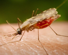 За останні десять років на Дніпропетровщині зафіксували 24 випадки малярії