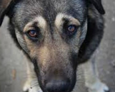 В Кривом Роге частное предприятие отлавливает и убивает собак