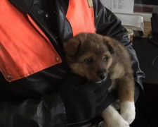 В Кривом Роге спасателей вызвали на помощь ребенку – оказалось, что плакал щенок (фото)