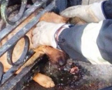 В Днепропетровской области спасатели вызволили застрявшую в ограждении собаку (фото)