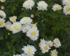 Чудо природы: в Кривом Роге  в связи со сменой климата раньше положенного расцвели хризантемы (фото)