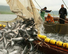 Через війну в країні значно знизився вилов риби: чи критично це