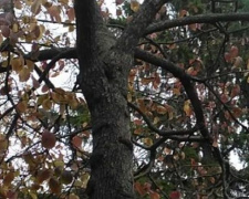 Дерево раздора: в Кривом Роге депутат пожаловалась на предпринимателя из-за спиленных веток дерева