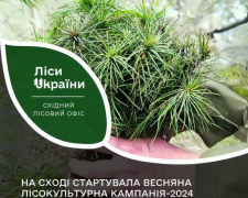 На Дніпропетровщині планують висадити мільйони саджанців дерев: подробиці