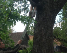 В Кривом Роге пятеро спасателей сняли 9-летнего ребенка с дерева (фото)