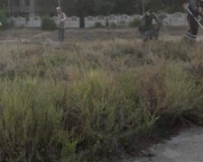 Активные жители одного из районов Кривого Рога объявили войну амброзии (фото)