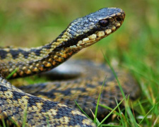 На территории Криворожья активизировались змеи: позаботьтесь о безопасном отдыхе на природе в выходные
