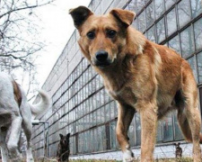 В Кривом Роге три крупных предприятия нашли решение, как избавиться от стай собак на своей территории