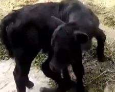 В Китае родился теленок с шестью копытами (ВИДЕО)