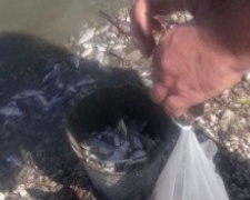 Массовая гибель рыбы: в Криворожском районе эксперты выясняют причины (фото)