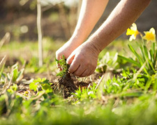 Як позбутися бур’яну на городі: корисні поради для городників