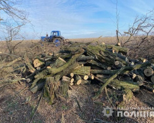Поліція  Дніпропетровщини затримали зловмисників, які незаконно нарубали дров на 300 тисяч гривень