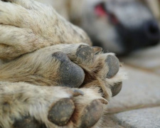 Криворожане через петицию требуют от чиновников реализовать программу защиты животных