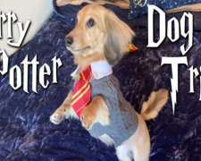 Пса научили заклинаниям из «Гарри Поттера» (ВИДЕО)