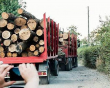 Задержанным на Днепропетровщине за хищение леса грозит лишение свободы до 12 лет