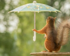 Готовим зонтик: какой будет погода в Кривом Роге