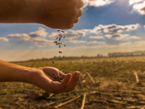 Чи став урожайним 2023 рік: на Криворіжжі фермери завершують жнива
