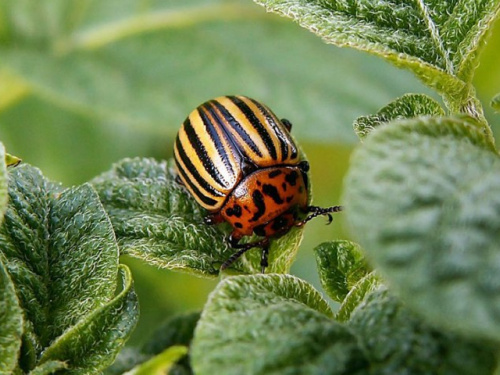 Як врятувати баклажани від колорадських жуків: дієві способи від досвідчених городників