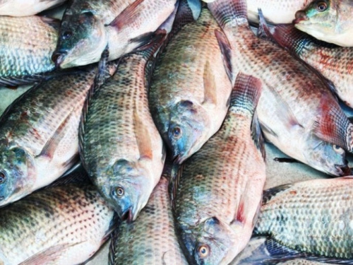 626 тонн рыбы конфисковано в пользу государства у предприятия, работавшего в Днепре