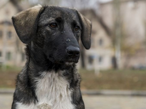 Відкрити у місті притулок для безпритульних собак: за два тижні петиція набрала 1 000 голосів