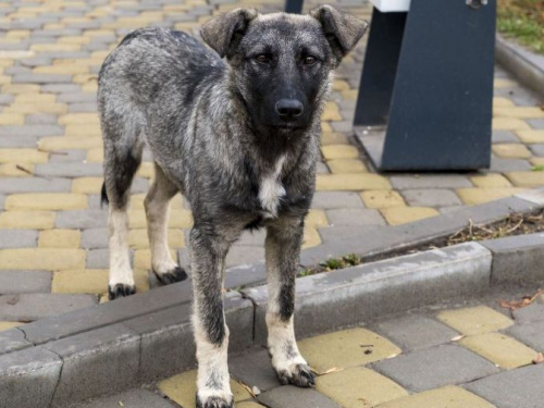 Відкрити у Кривому Розі притулок для безпритульних собак – нова петиція