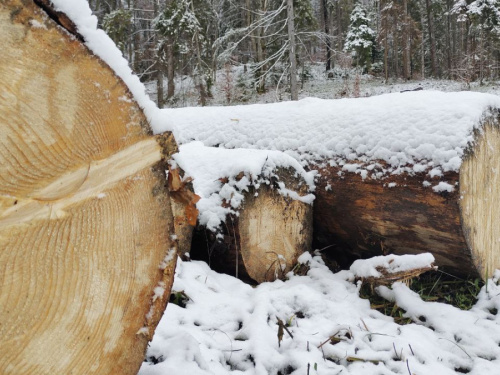 У Криворізькому районі «чорні» лісоруби знищили майже 2000 дерев у полезахасній лісосмузі: яка сума збитків