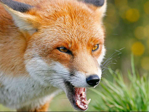 Мешканців Криворіжжя просять не чіпати принади: у районі боряться зі сказом диких тварин