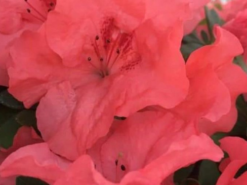 Криворожский ботсад приглашает посмотреть на цветение азалий (фото)