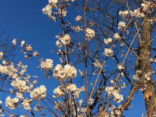 Весна в ноябре: в Кривом Роге в конце осени зацвела вишня (ФОТО)