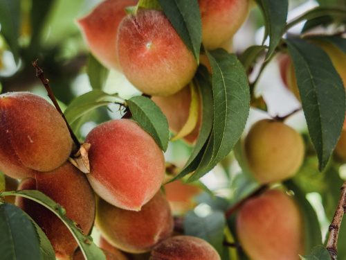 Що потрібно зробити навесні, щоб влітку мати гарний врожай персиків: 8 корисних порад