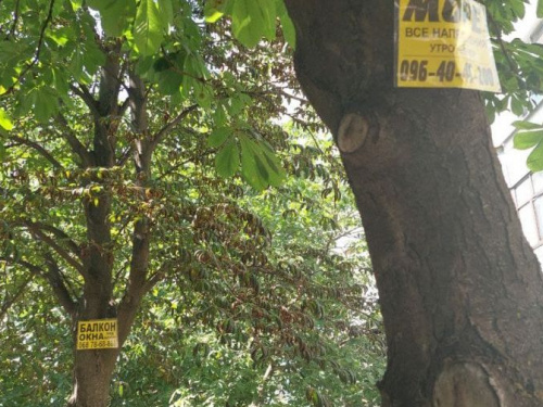 У Кривому Розі реклама на деревах заборонена – нагадування