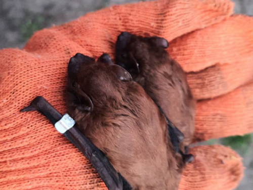 Волю криворізьким кажанам: волонтери випустили в природу кажанів, яких прихистили на зимівлю