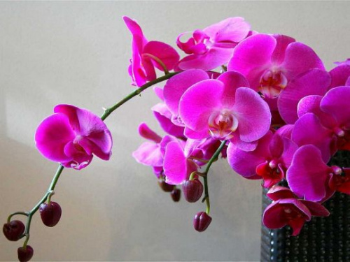 Як поливати орхідею, щоб вона цвіла весь рік – поради