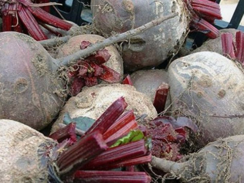 Днепропетровская область озвучила результаты сбора картофеля и овощей