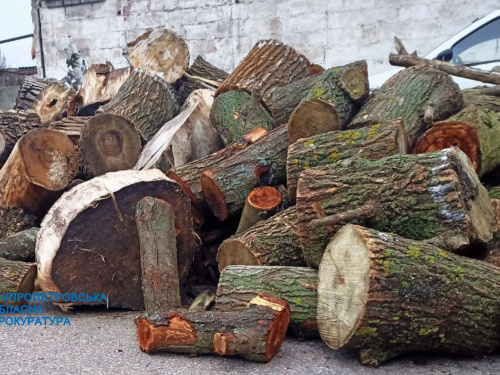 На Дніпропетровщині затримали «чорних лісорубів»: скільки дерев вирубали